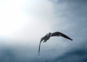 nikola-stojanovic-Cee2y-vMduM-unsplash